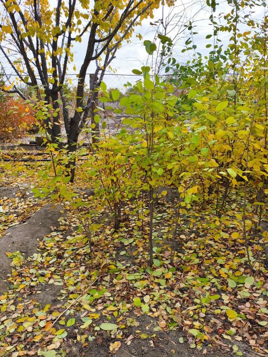 Саженцы местные.