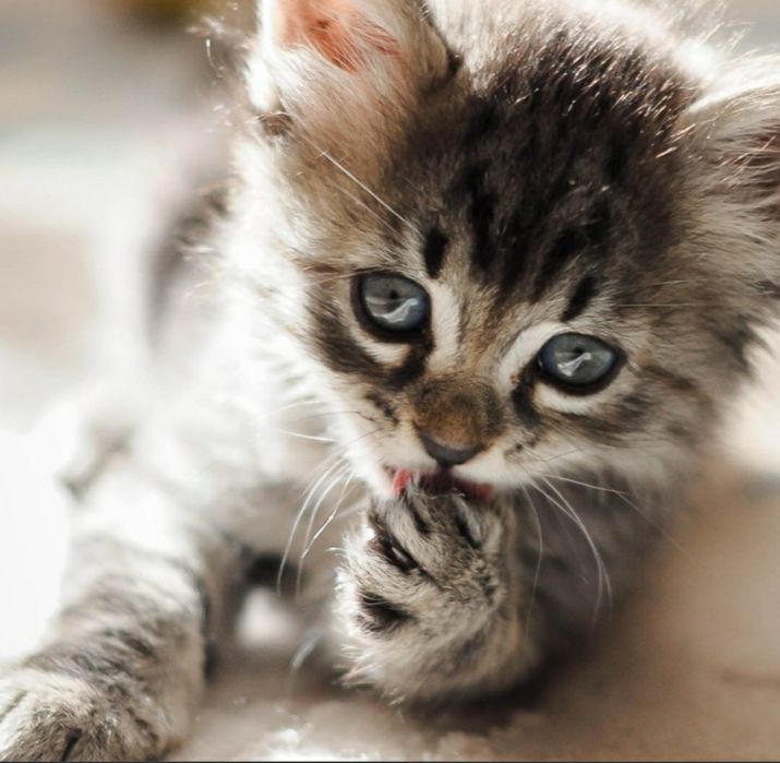 Ласковые,добрые игривые котята