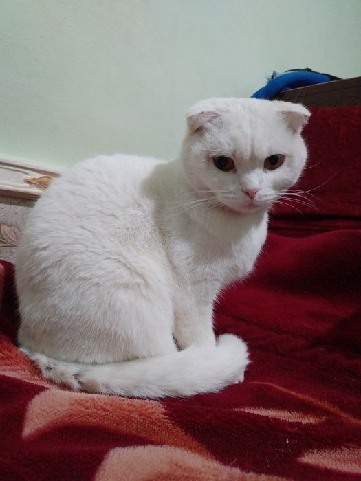 Scottish Fold zotli oppoq mushukcha sotiladi!