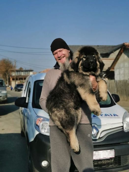 Transport câini și pisici. Transport persoane cu animalul de companie