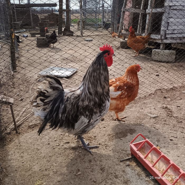 Vând cocoș Australorp