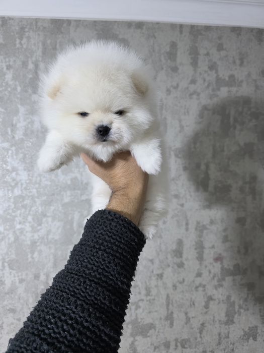 Продаются щенки померанский шпиц