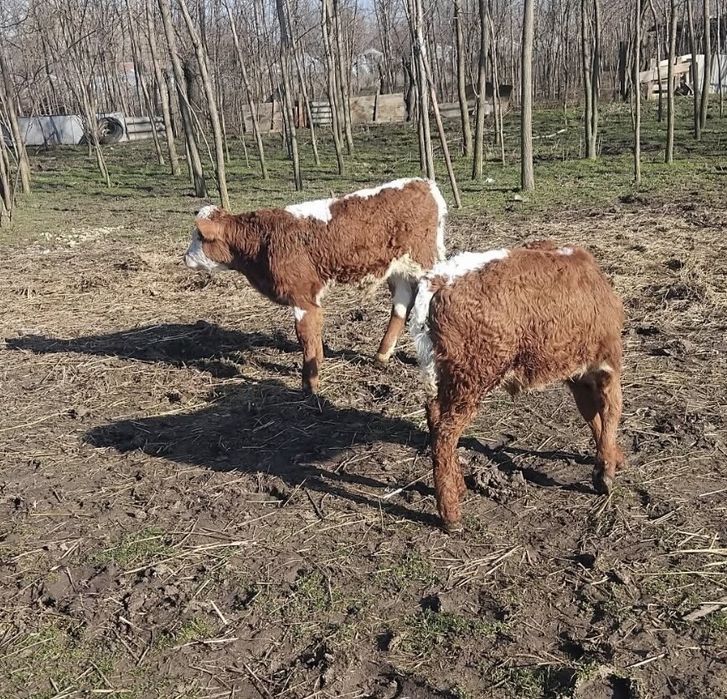 Vand tauras si femele de rasa bune