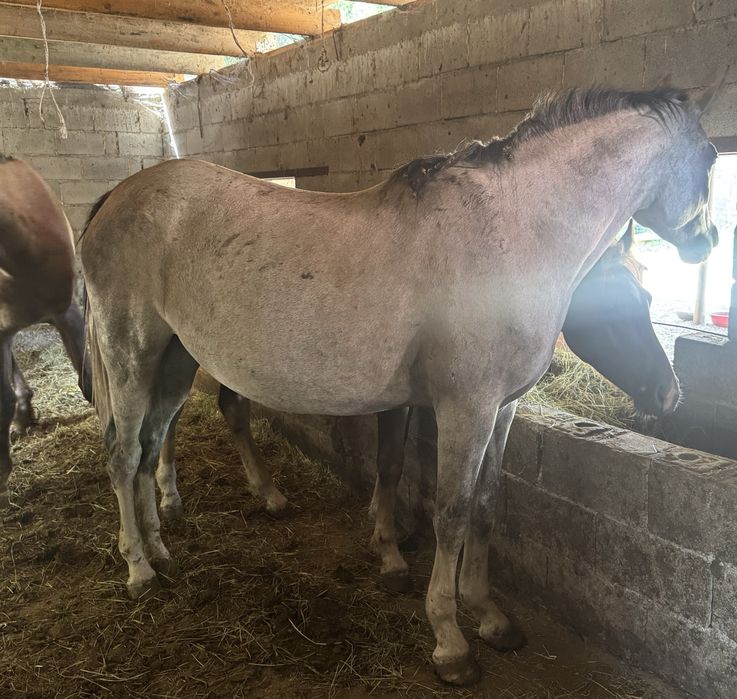 Продам коня арабку