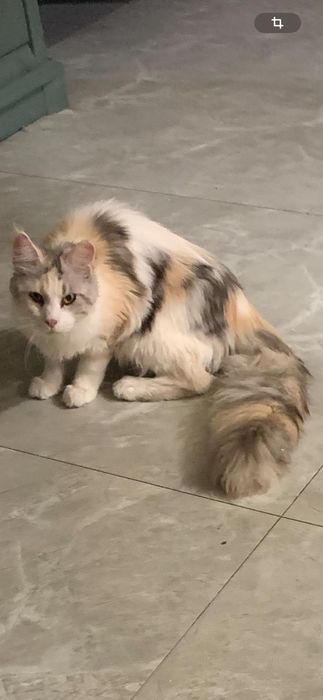 Девочка мейнкун с родословной