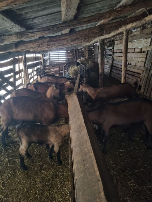 Capre alpin franceze de vânzare! 5 capre si un țap toate fără coarne!
