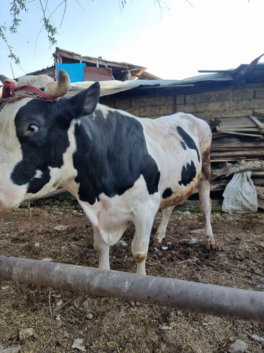 Toza Rossiya Buqa sotiladi