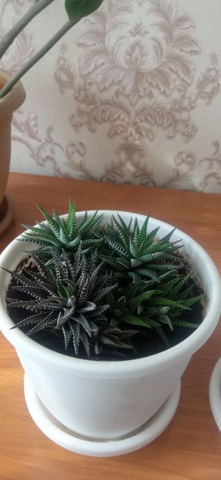 Продается цветок. 1000т.