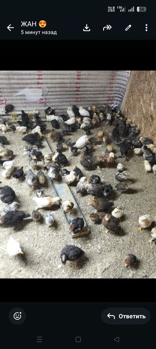 Продам домашних цыплят