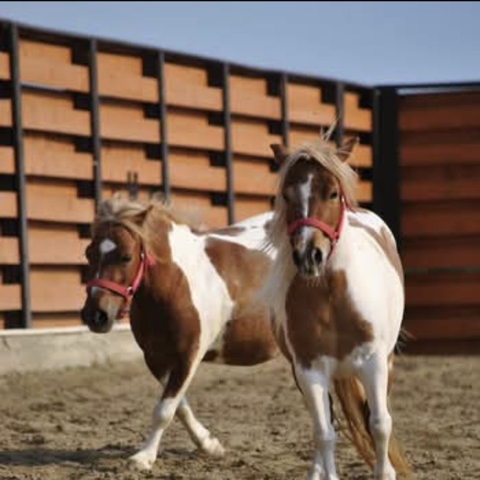 Ponei foarte cuminti folositi pt copii