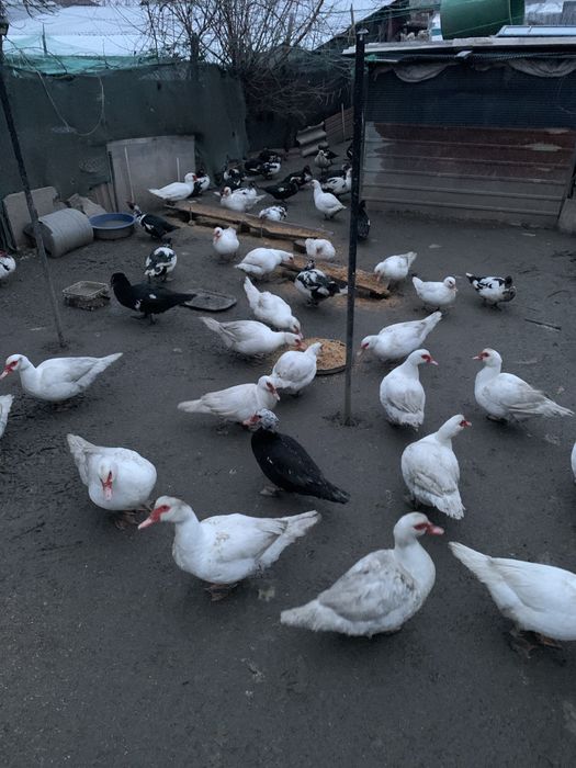 Vand Rate de rasa , mute