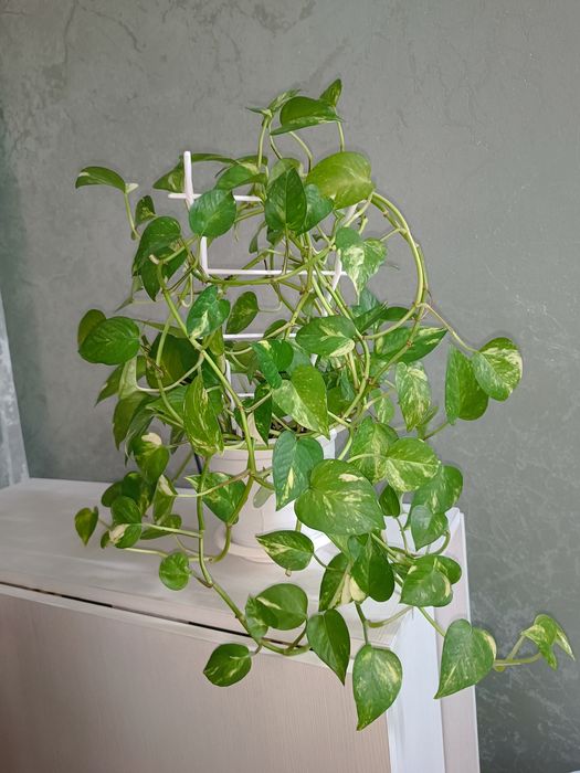 Эпипремнум золотистый