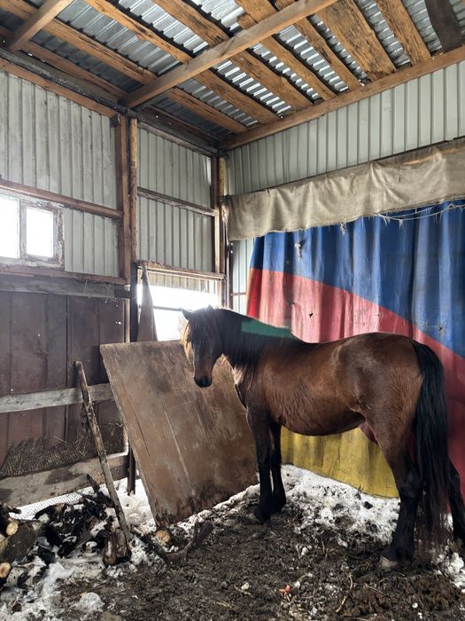 Жеребая лошадь хорошая