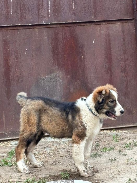 Алабай.   2,5 месяца