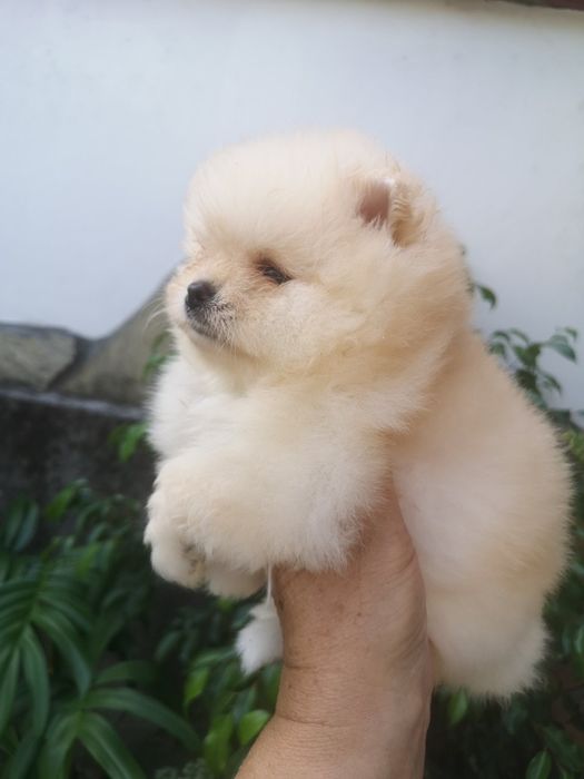 Померан мини мини