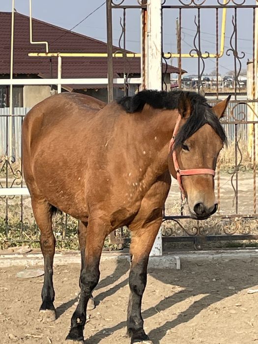 Срочно продам мясо конины