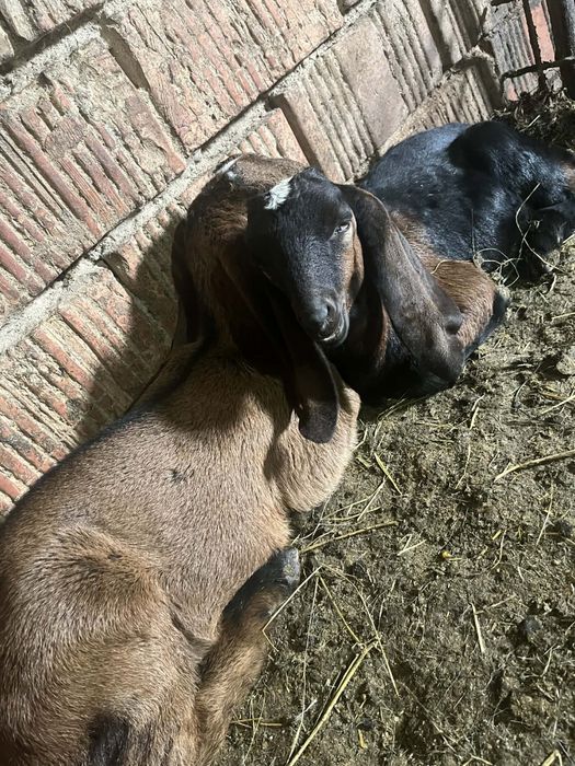 2 tapisori.   De 3 luni  angolia