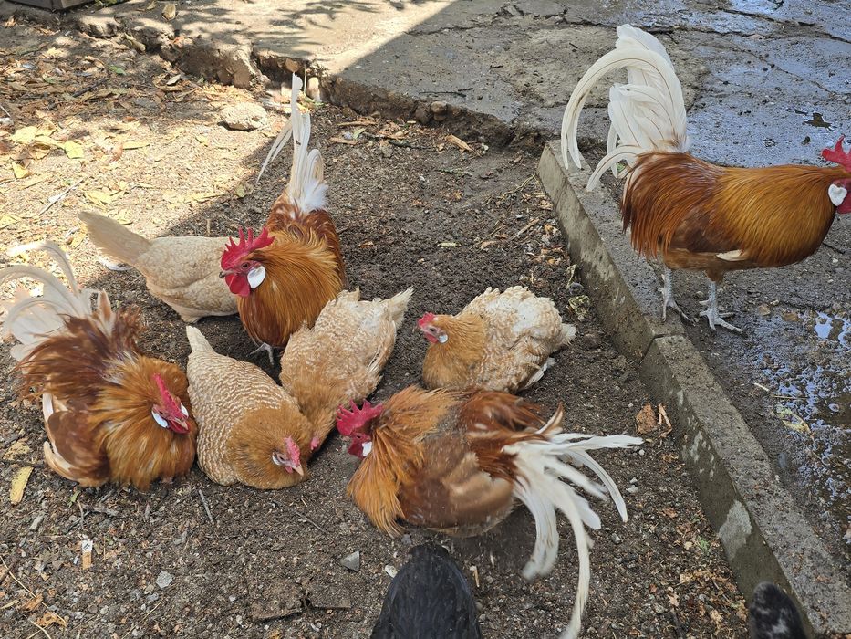 Продавам чифт Фризийска чайка