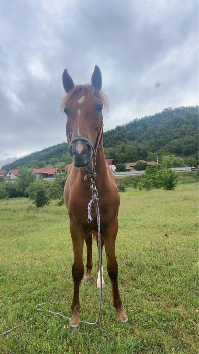 Cârlana de 1 an si 2 luni