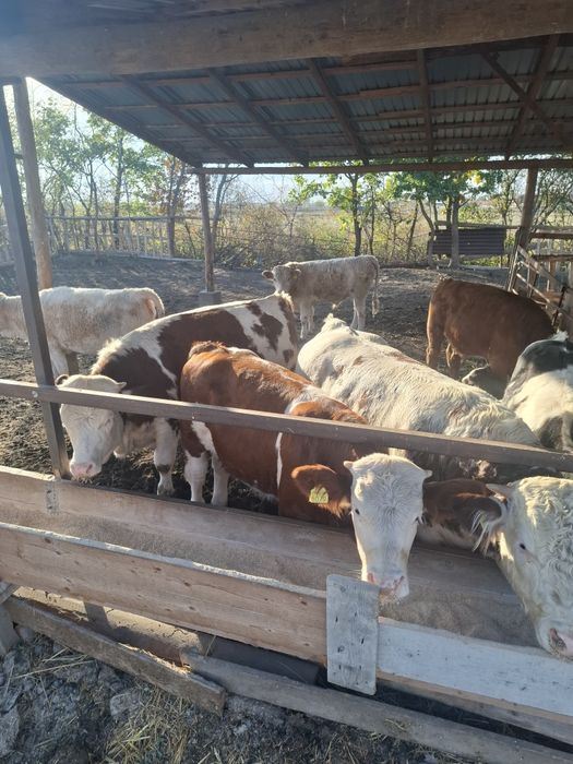 Vând viței între 200-300kg