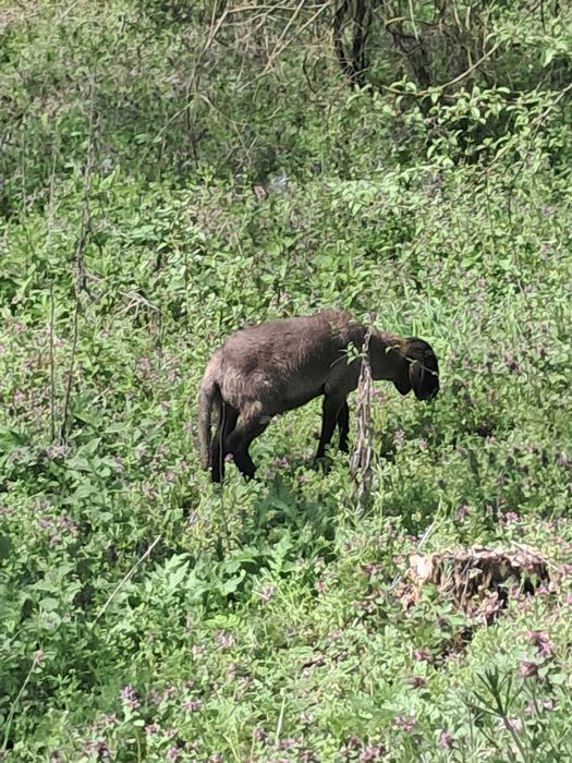 Vand miel carabas sarbesc