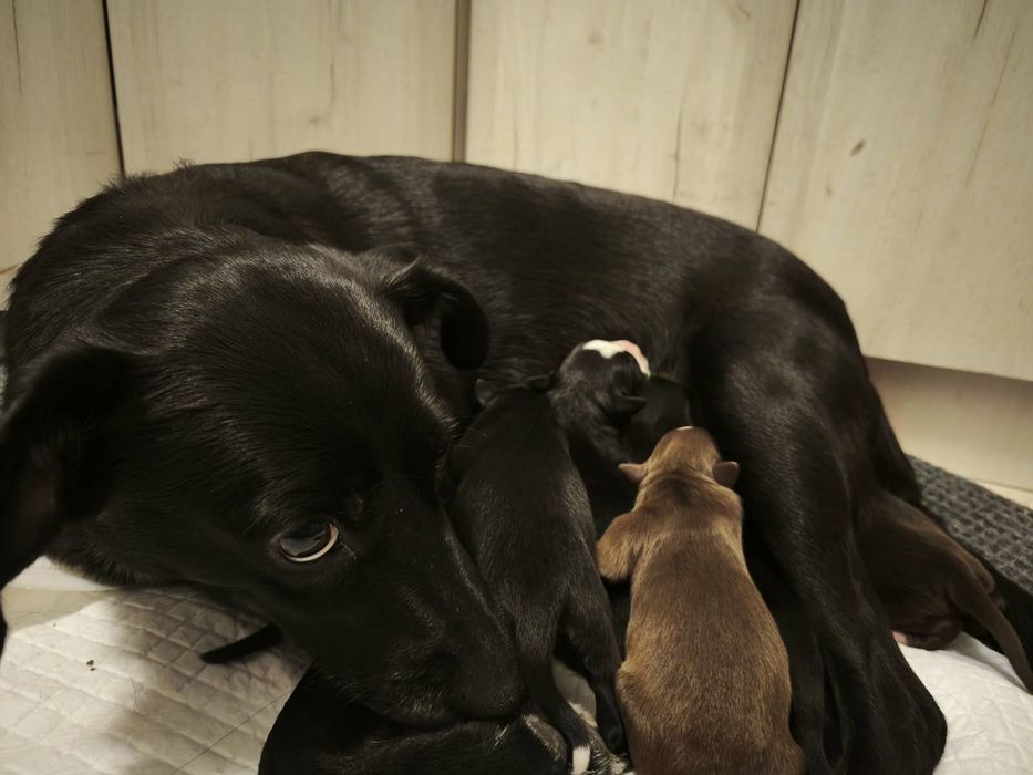 Подарявам кученца