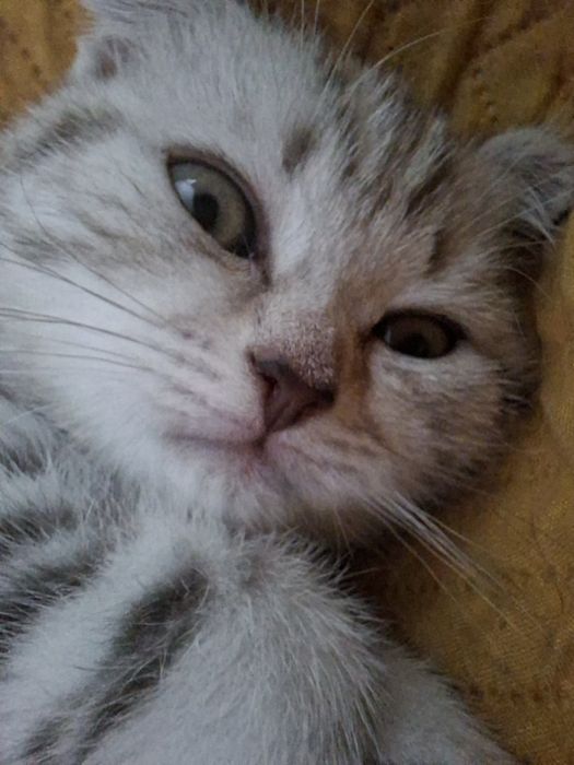 Продам котенка скотиш форд