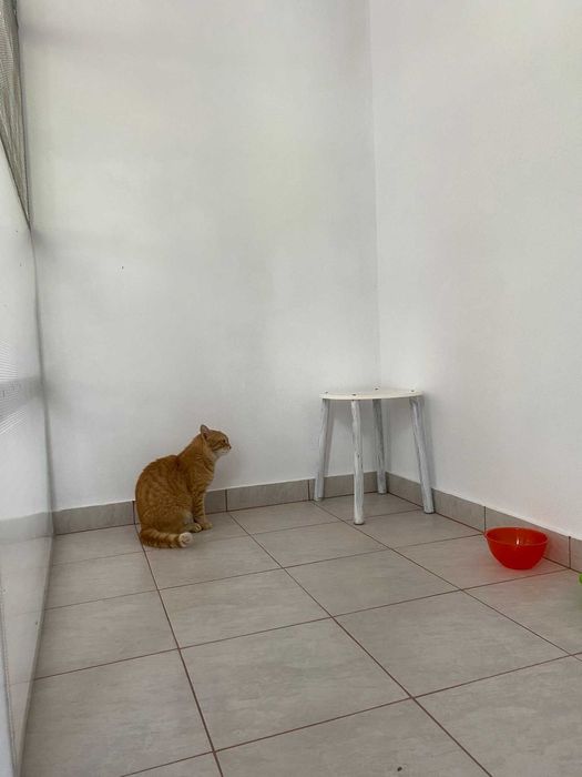 Cazare / Pensiune Pisici