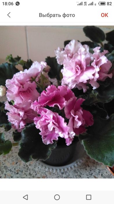 Фиалка сортовая выставочная.