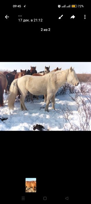 Айгыр сатылады2021жылгы