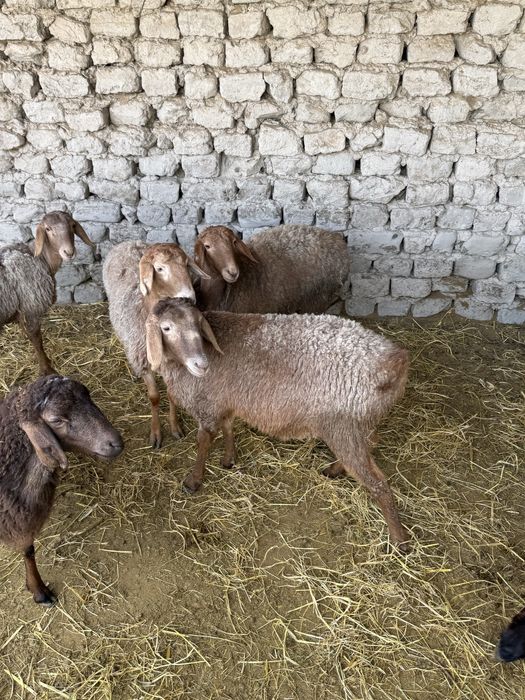 Quy Arishion Srochna 4 ta