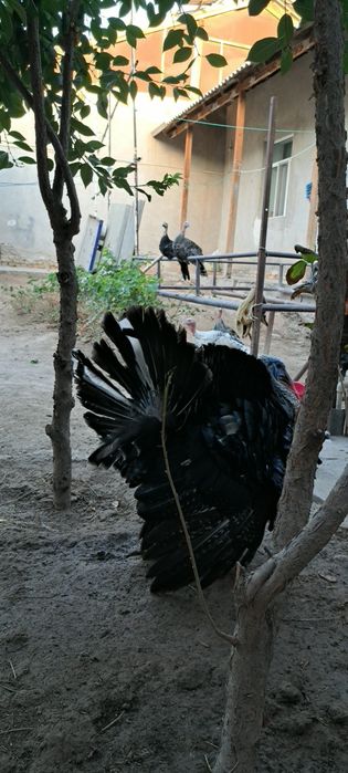 Induk 7.8 kilo atrofida