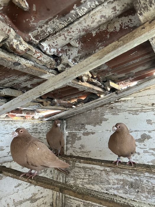 Vand porumbei postasi