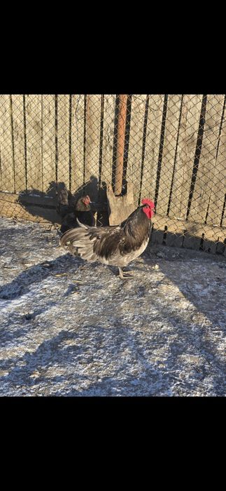 În curând puișori de la păsările din imagini