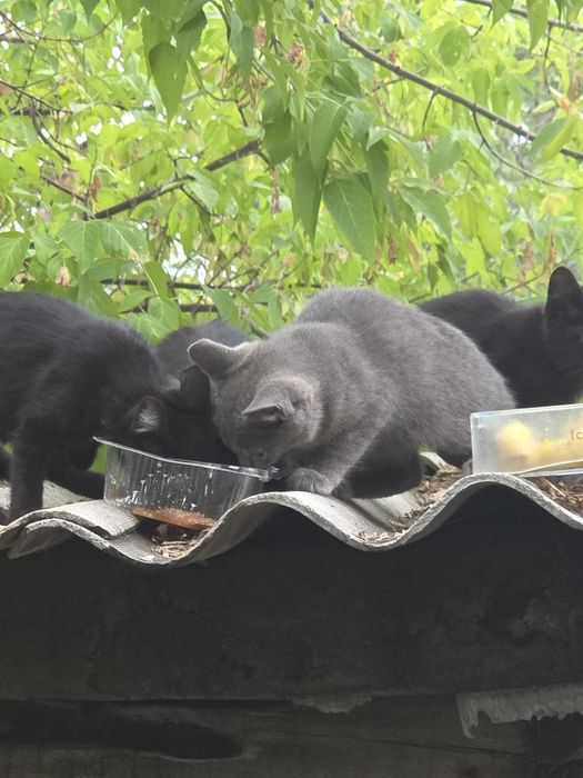 Отдам в добрые руки котят