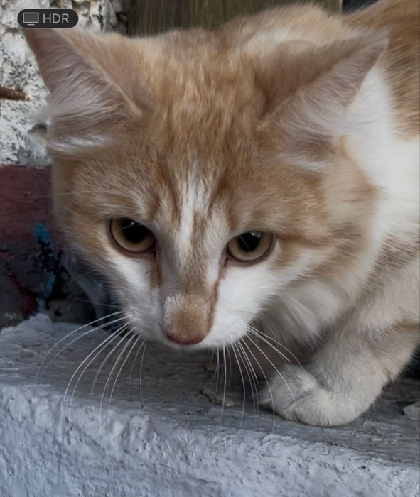 Два рыжика ищут дом