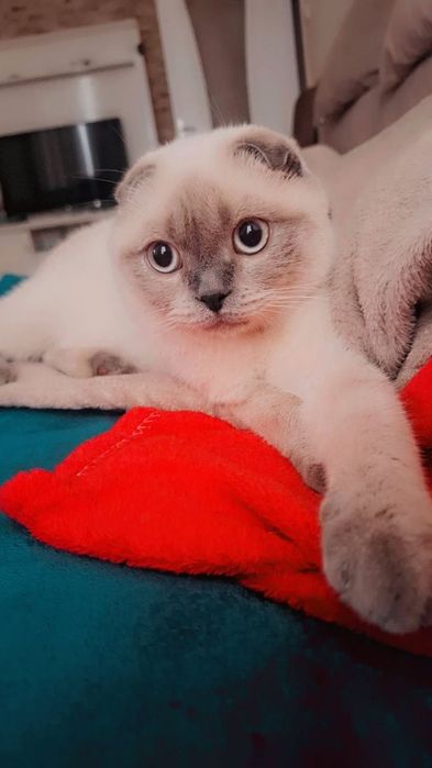 Кошка для вязки бесплатно