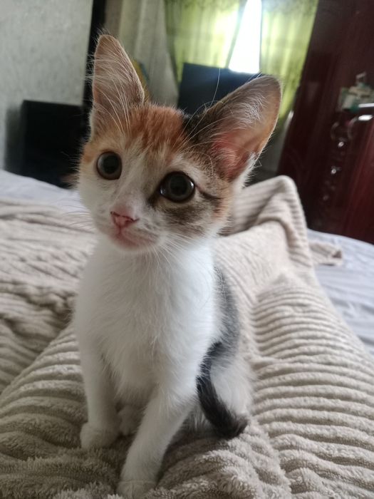 Отдам котят в хорошие руки