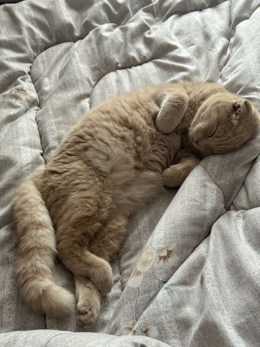 Кошка вислоуха Scotland