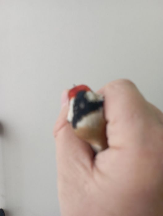 Продам щегла белобородого.