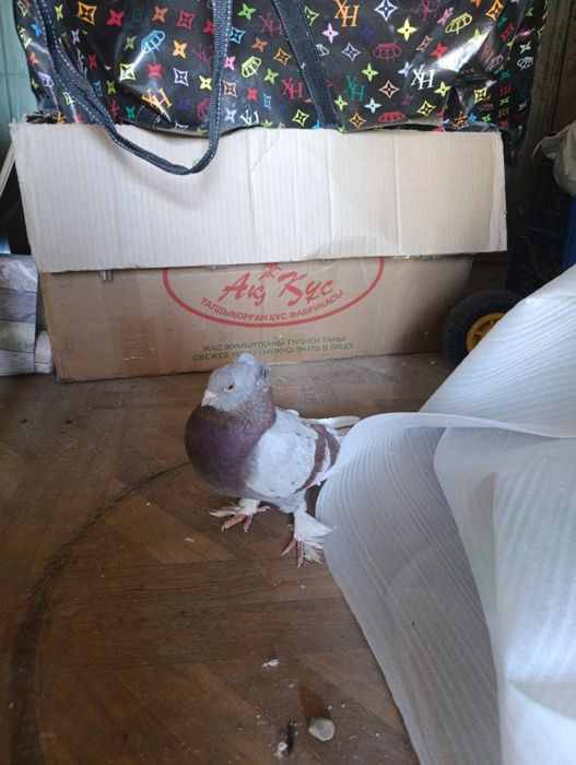 Голубка лет есть