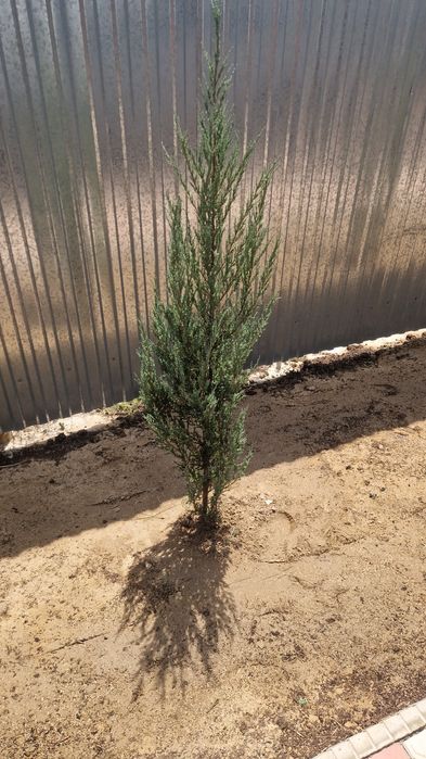 Озелини свой двор