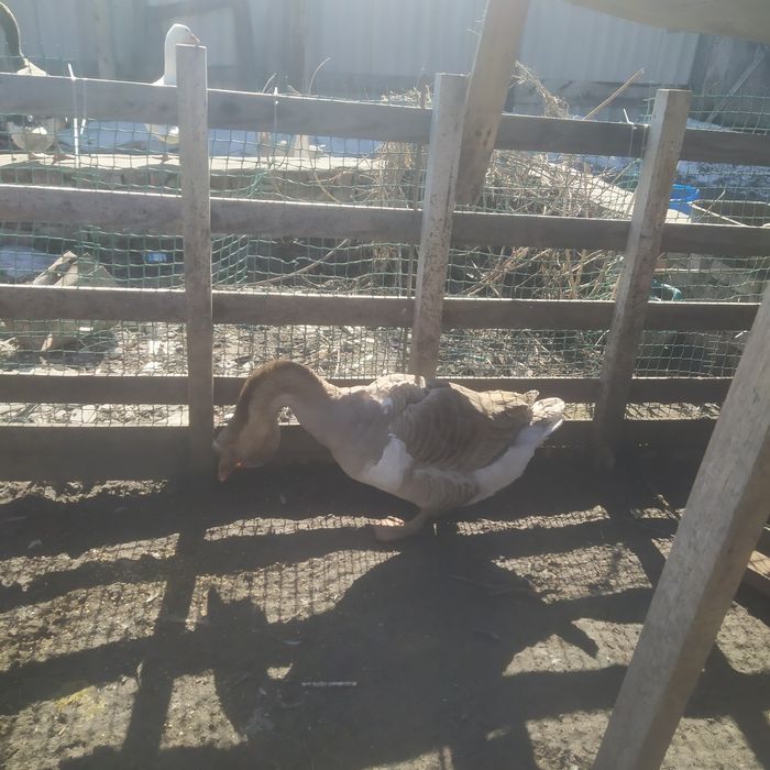 Активные гусаки продам