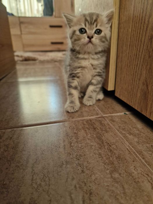 Британски котета - коте