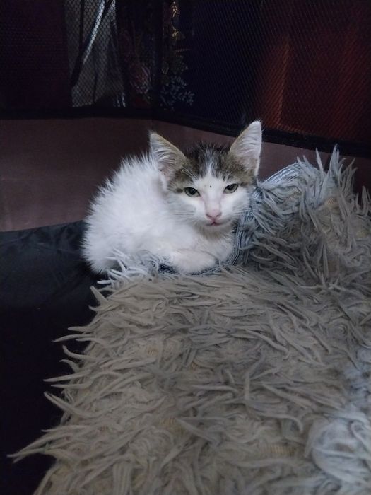Котенок мальчик 1 месяц