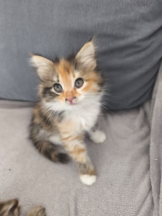 Продам двух месячных  котят