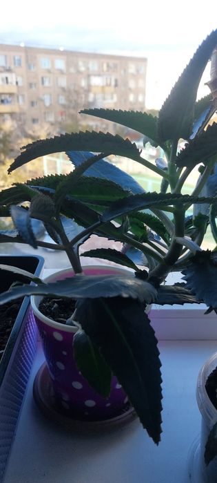 Продам лечебный каланхоэ