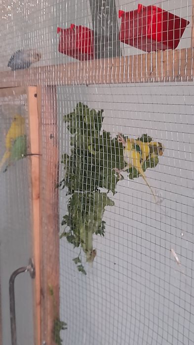 Кушлар Соглом тутикуш