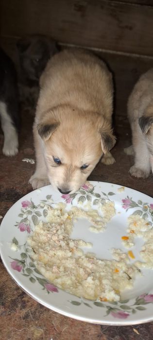 отдам щенка, девочка