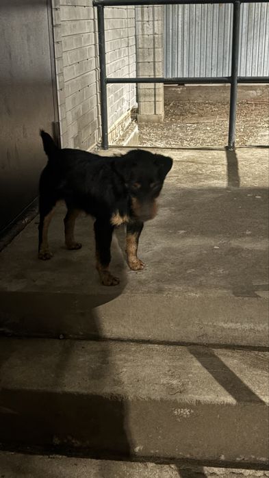 Ягдтерьер!!!для ВЯЗКА